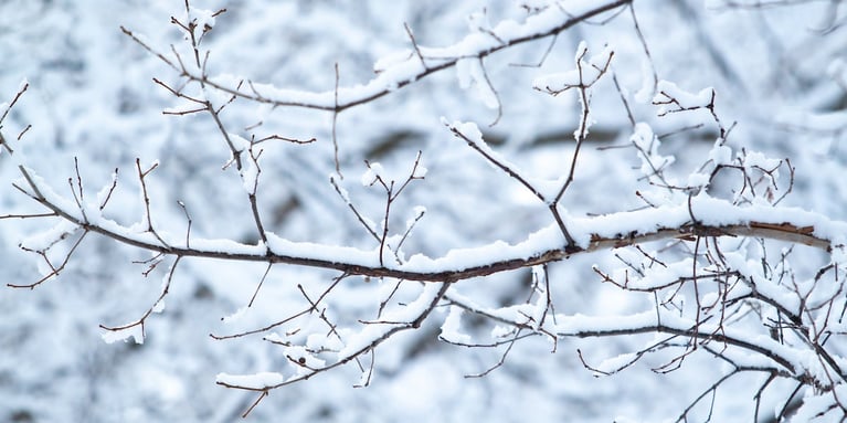 Surviving Winter in Missoula